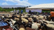 مشروع الخير لتربية الاغنام